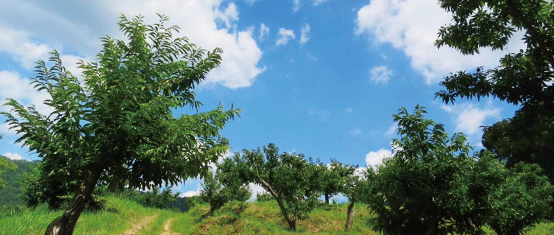 作品に関する風景画像