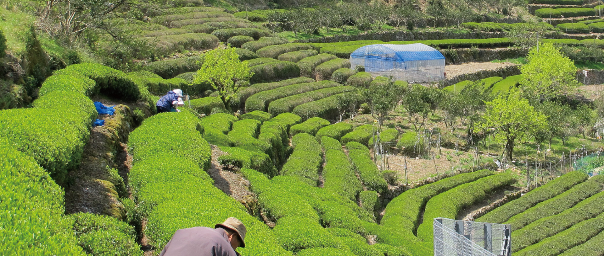 作品に関する風景画像