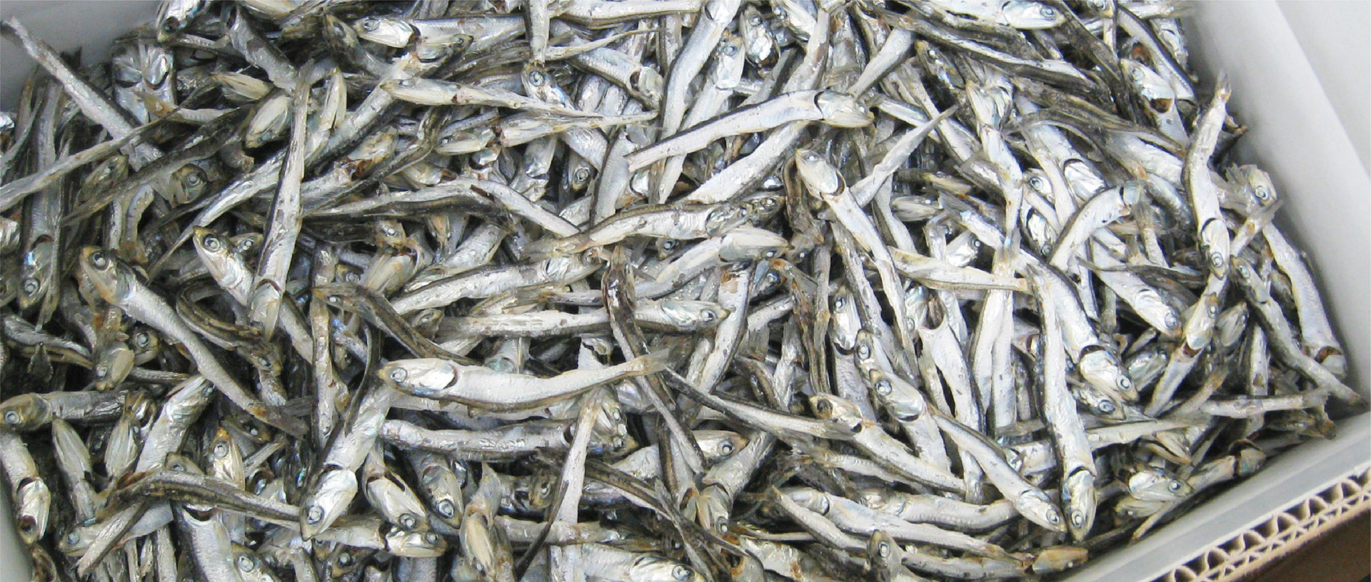 作品に関する風景画像