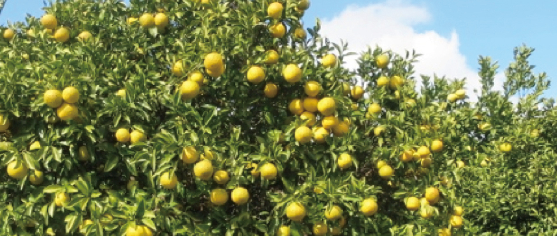 作品に関する風景画像