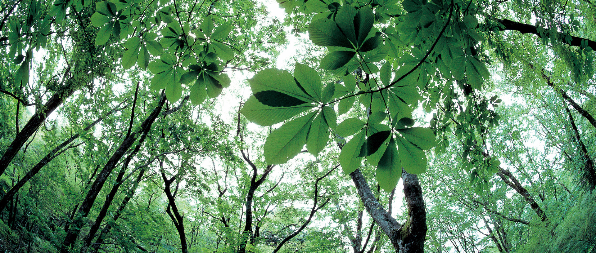作品に関する風景画像