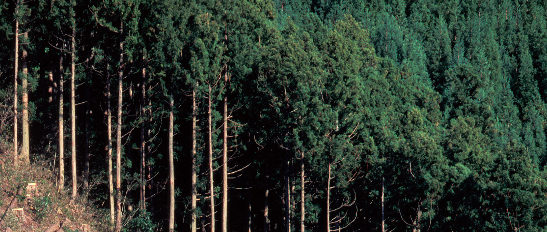 作品に関する風景画像