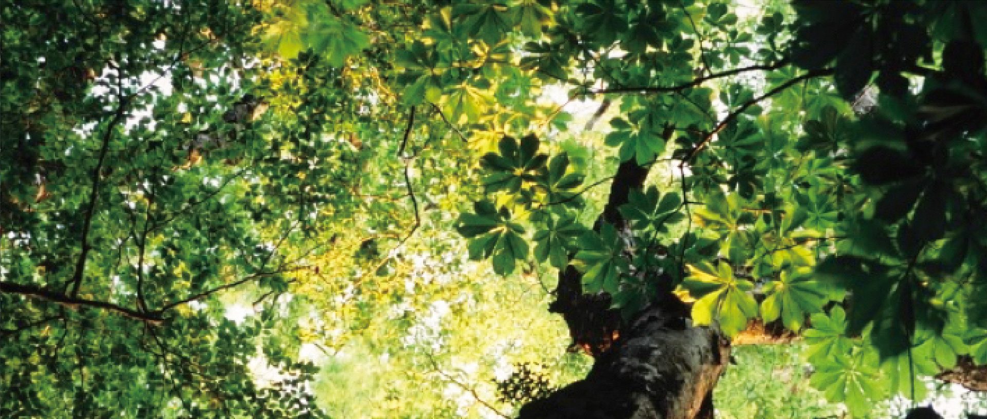 作品に関する風景画像