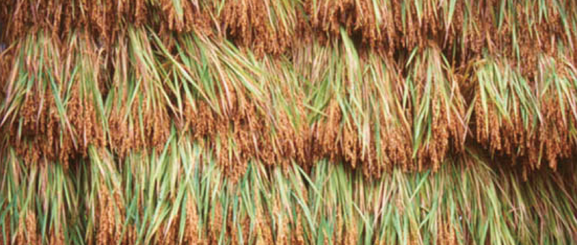 作品に関する風景画像